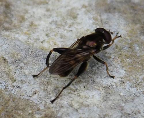 Chalcosyrphus nemorum